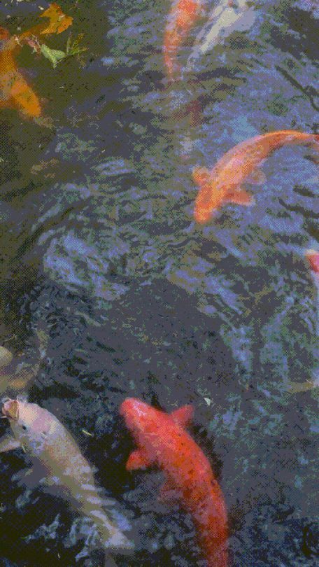 有沒有飛龍魚動態壁紙？（飛龍魚動態壁紙）
