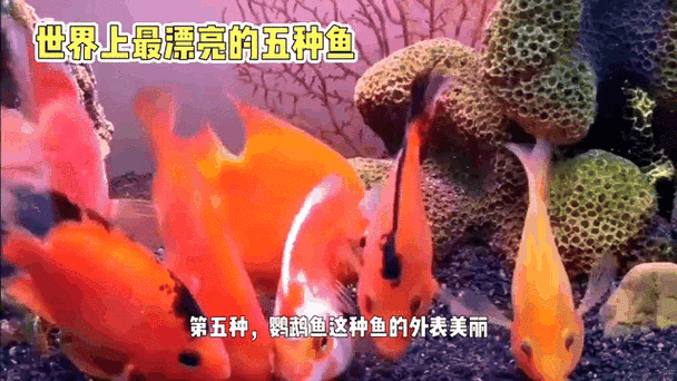 有沒有飛龍魚動態壁紙？（飛龍魚動態壁紙）