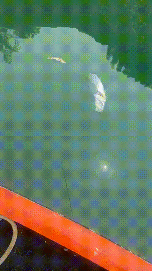 有沒有飛龍魚動態壁紙？（飛龍魚動態壁紙）