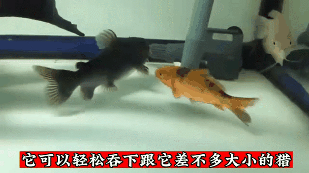 有沒有飛龍魚動態壁紙？（飛龍魚動態壁紙）