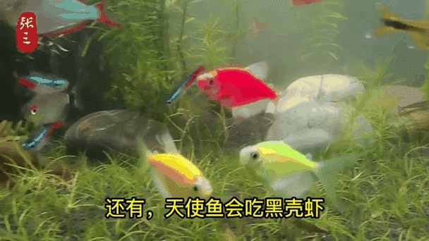 有沒有飛龍魚動態壁紙？（飛龍魚動態壁紙）