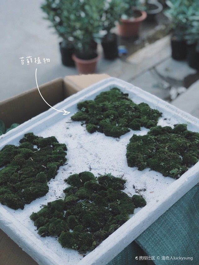 龍魚鱗片褪色透明(龍魚鱗片顏色不一樣)（龍魚鱗片褪色透明和龍魚鱗片褪色透明和龍魚鱗片褪色透明）