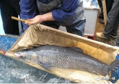 如何判斷親魚(yú)是否性腺成熟？（怎樣判斷親魚(yú)是否性腺成熟？）
