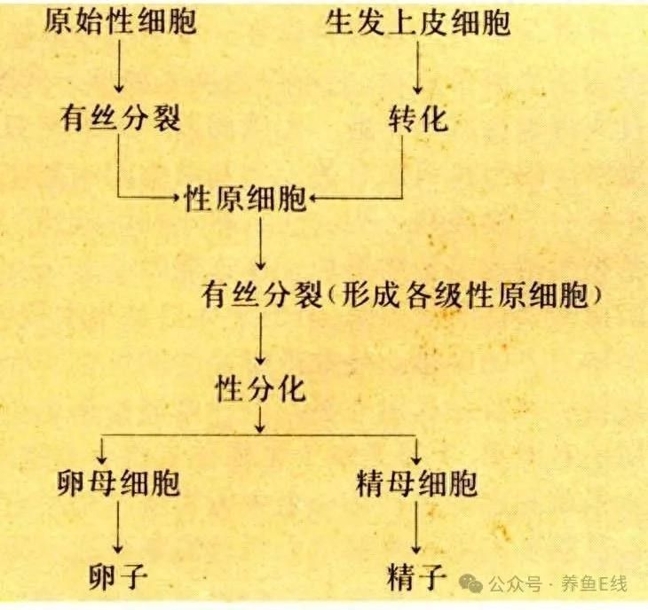 如何判斷親魚(yú)是否性腺成熟？（怎樣判斷親魚(yú)是否性腺成熟？）