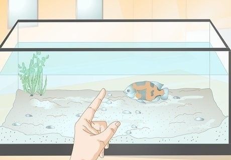 紅龍魚訓(xùn)練互動(dòng)的最佳時(shí)機(jī)（紅龍魚訓(xùn)練互動(dòng)的最佳時(shí)機(jī)是**）