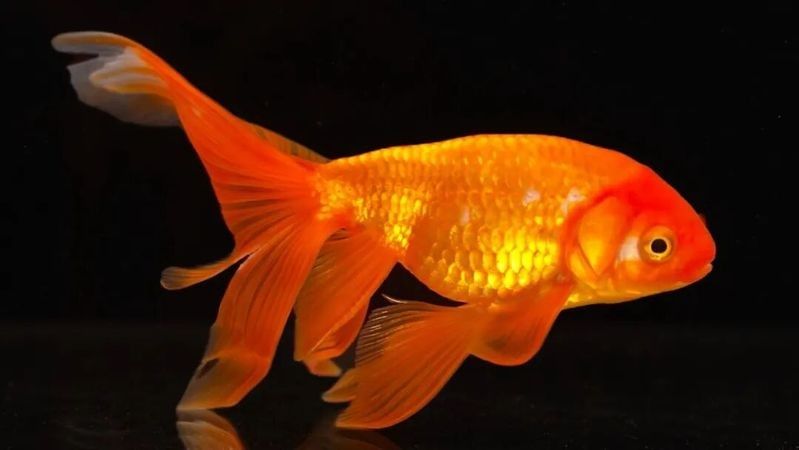 朝陽縣哪個水族館龍魚好？祥龍魚場龍魚