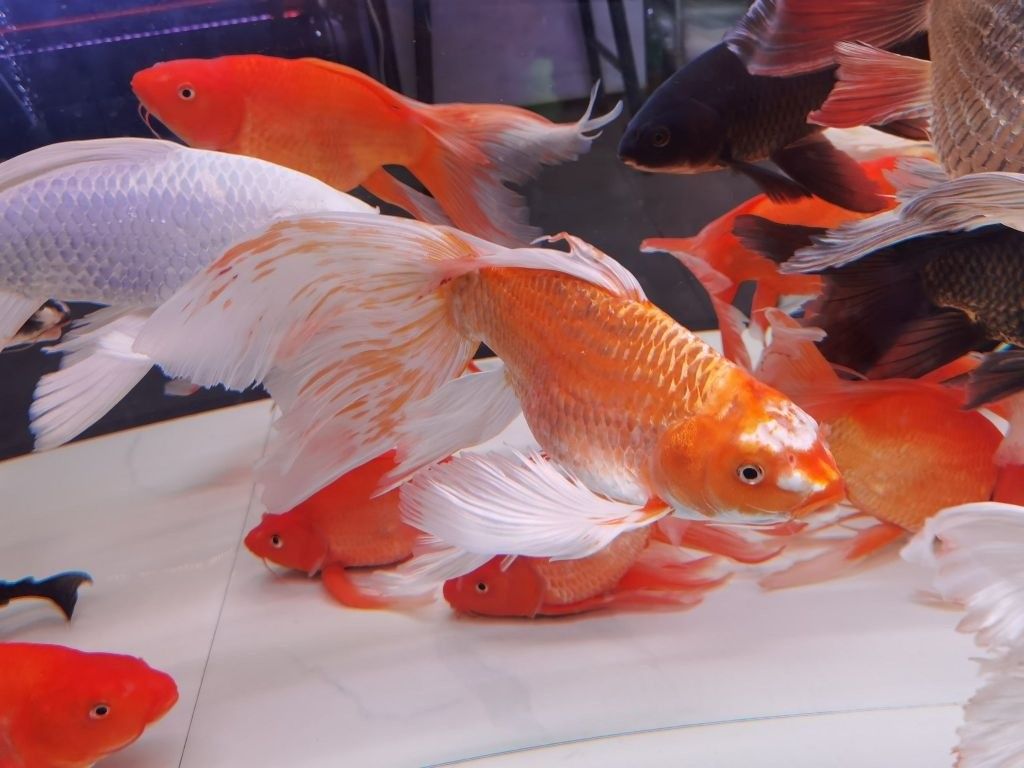 恐龍王魚屬于什么檔次（恐龍王魚多少錢一只）