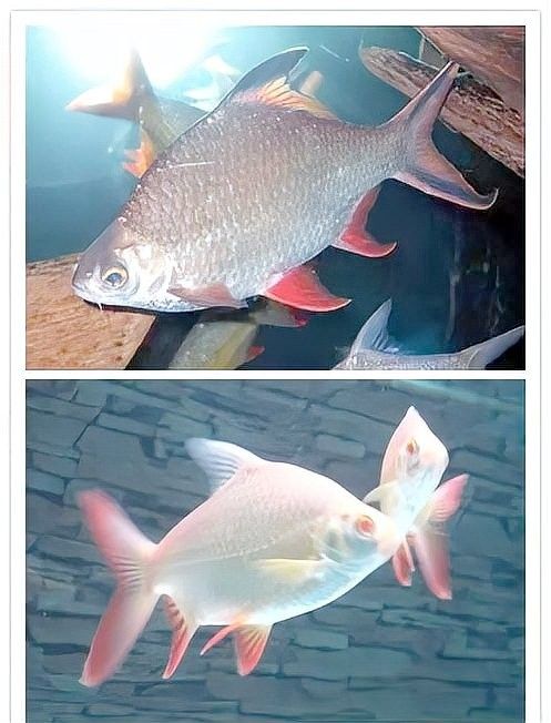泰國大鯽魚和龍魚的食物有何不同（泰國大鯽魚和龍魚混養需要注意什么泰國鯽魚和龍魚混養的好處）