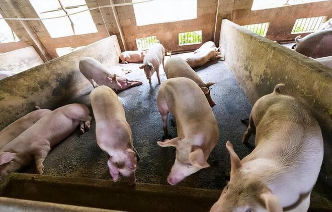 深埋法是什么？（深埋法在農業中有哪些具體應用于農業、建筑、環保等領域）