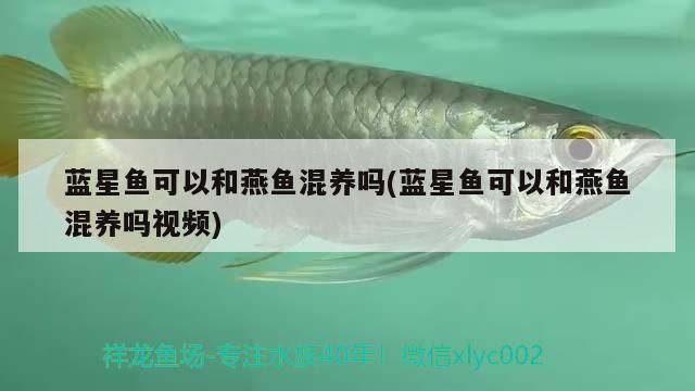 藍星魚可以和燕魚混養嗎(藍星魚可以和燕魚混養嗎視頻)（關于藍星魚可以和燕魚混養嗎）