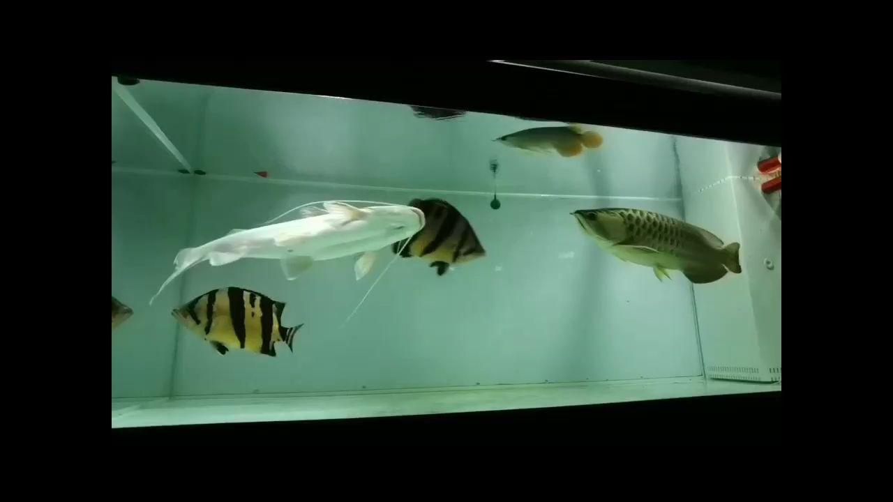 沈陽觀賞魚市場我又回來了（沈陽觀賞魚市場我又回來了，龍大了，一眉道人魚寓意）