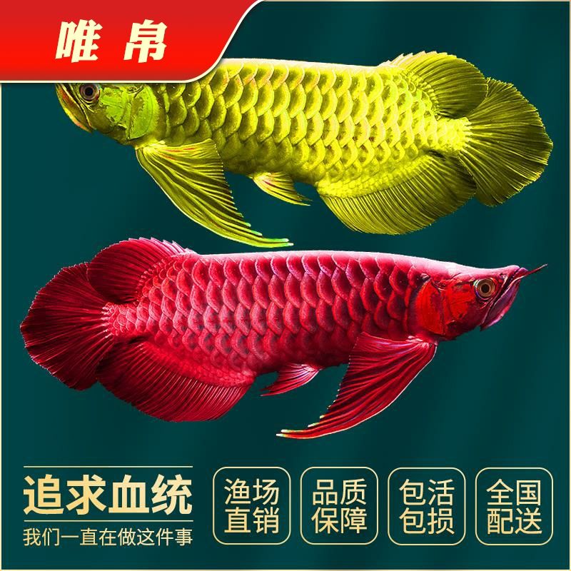 沈陽觀賞魚市場我又回來了（沈陽觀賞魚市場我又回來了，龍大了，一眉道人魚寓意）