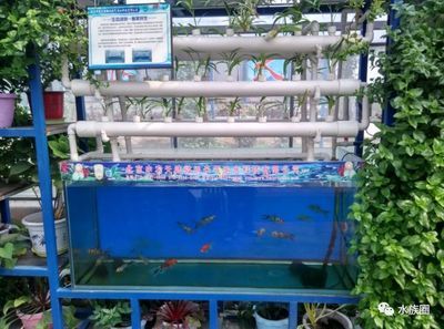 戶外觀賞魚池養什么魚好看（戶外觀賞魚池的養殖適合在戶外觀賞魚池中養殖的品種）