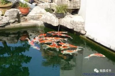 戶外觀賞魚池養什么魚好看（戶外觀賞魚池的養殖適合在戶外觀賞魚池中養殖的品種）
