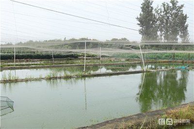 戶外觀賞魚池養什么魚好看（戶外觀賞魚池的養殖適合在戶外觀賞魚池中養殖的品種）