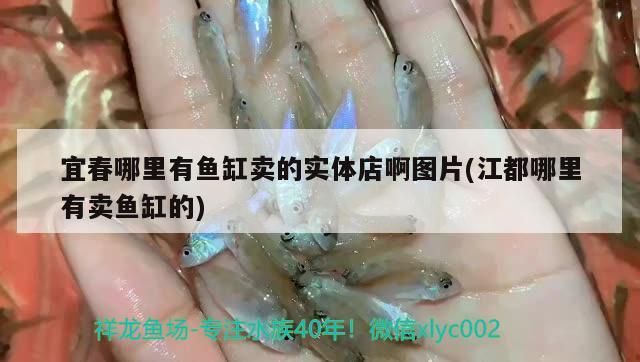 宜春哪里有魚缸賣的實體店啊圖片(江都哪里有賣魚缸的)（關于宜春哪里有魚缸賣的實體店）