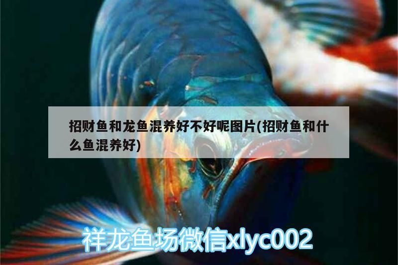 招財魚和龍魚混養好不好呢圖片(招財魚和什么魚混養好) 招財魚和龍魚混養好不好呢圖片(招財魚和什么魚混養好) 觀賞魚百科
