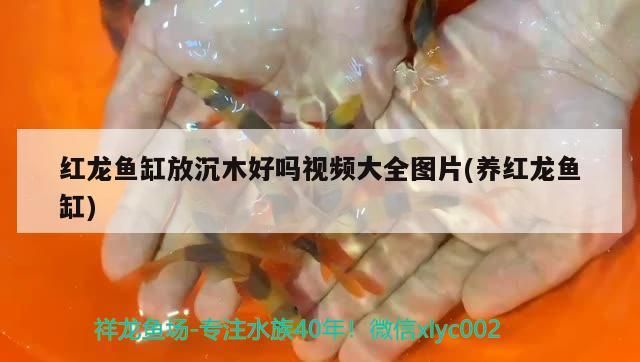 紅龍魚(yú)缸放沉木好嗎視頻大全圖片(養(yǎng)紅龍魚(yú)缸)（養(yǎng)紅龍魚(yú)缸、紅龍魚(yú)缸放沉木好嗎視頻大全圖片）