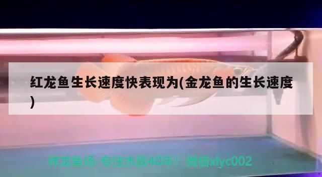 紅龍魚生長速度快表現(xiàn)為(金龍魚的生長速度)（紅龍魚生長速度快表現(xiàn)為和金龍魚的生長速度對應(yīng)的相關(guān)信息）