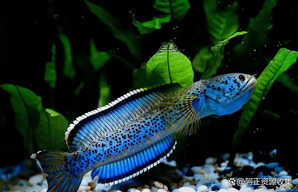 雷龍魚多大開始長帆（雷龍魚怎么才能算是品相best） 雷龍魚多大開始長帆（雷龍魚怎么才能算是品相best） 龍魚百科 第4張