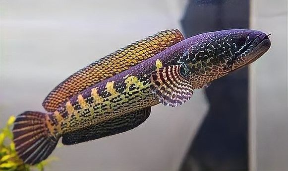 雷龍魚多大開始長帆（雷龍魚怎么才能算是品相best） 雷龍魚多大開始長帆（雷龍魚怎么才能算是品相best） 龍魚百科 第5張