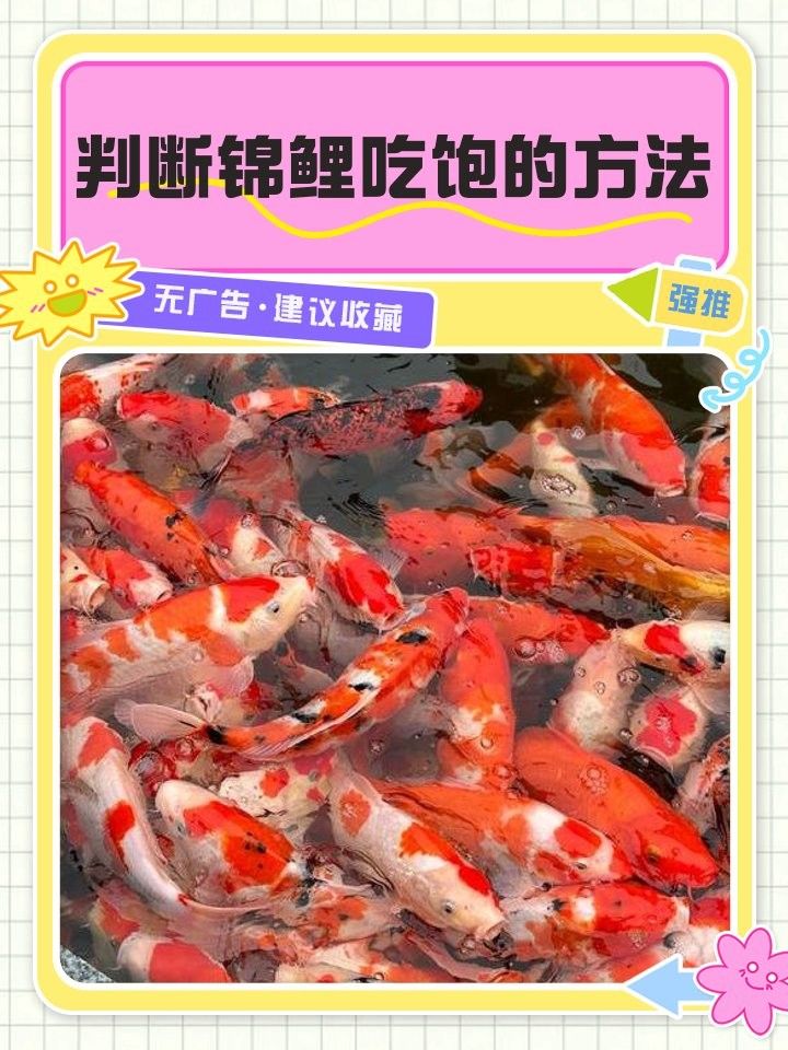 如何判斷過(guò)背金龍魚(yú)是否吃飽？（判斷過(guò)背金龍魚(yú)是否吃飽的幾種方法）