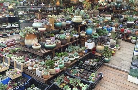 上?；B魚蟲市場:上海哪里買鸚鵡