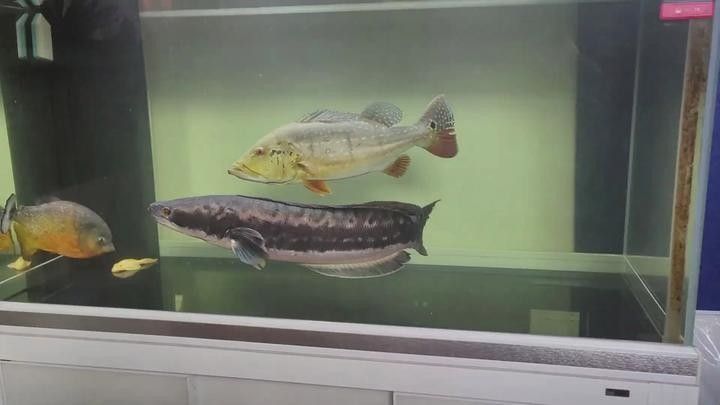 雷龍魚和食人魚混養(yǎng)需要注意什么（雷龍魚和食人魚混養(yǎng)時(shí)需要注意的要點(diǎn)）