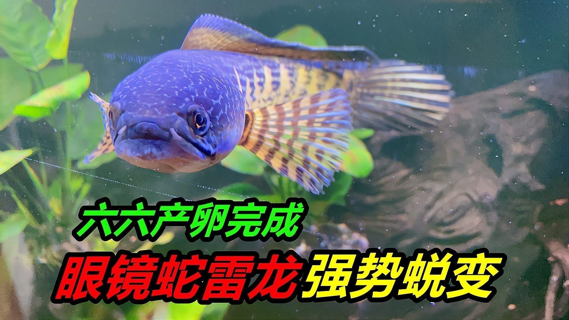 雷龍魚和食人魚混養(yǎng)需要注意什么（雷龍魚和食人魚混養(yǎng)時(shí)需要注意的要點(diǎn)）