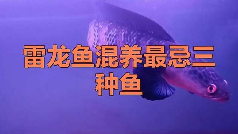 雷龍魚和食人魚混養(yǎng)需要注意什么（雷龍魚和食人魚混養(yǎng)時(shí)需要注意的要點(diǎn)）