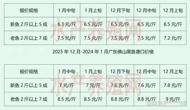 黑色龍魚的價格是多少（黑色龍魚價格一般多少錢？）