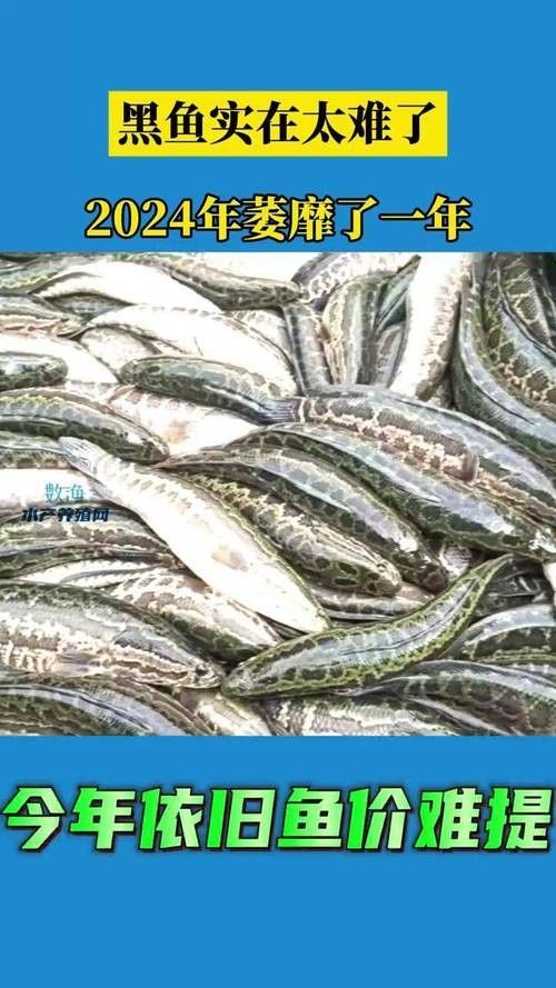 黑色龍魚的價格是多少（黑色龍魚價格一般多少錢？）
