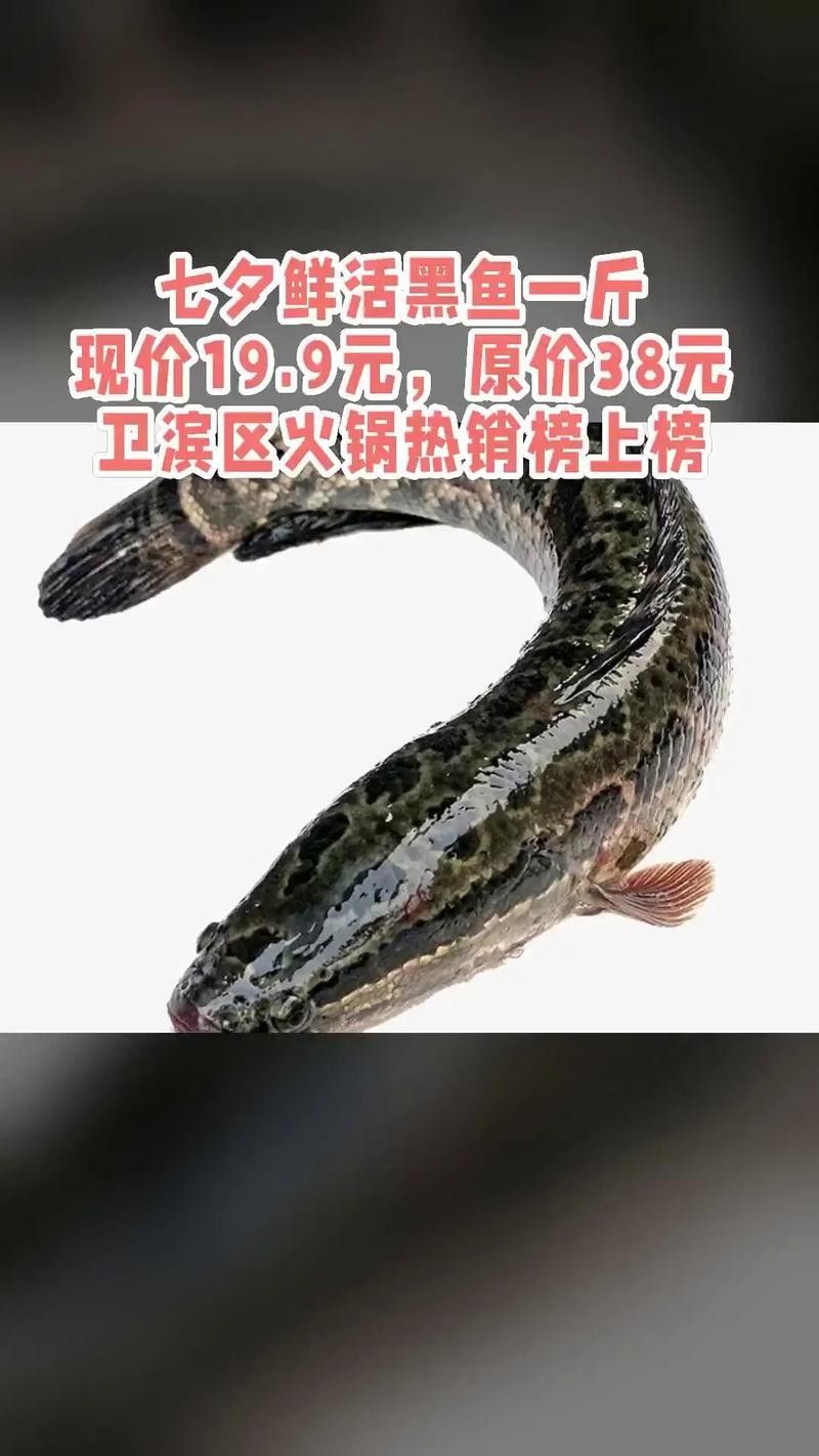 黑色龍魚的價格是多少（黑色龍魚價格一般多少錢？）