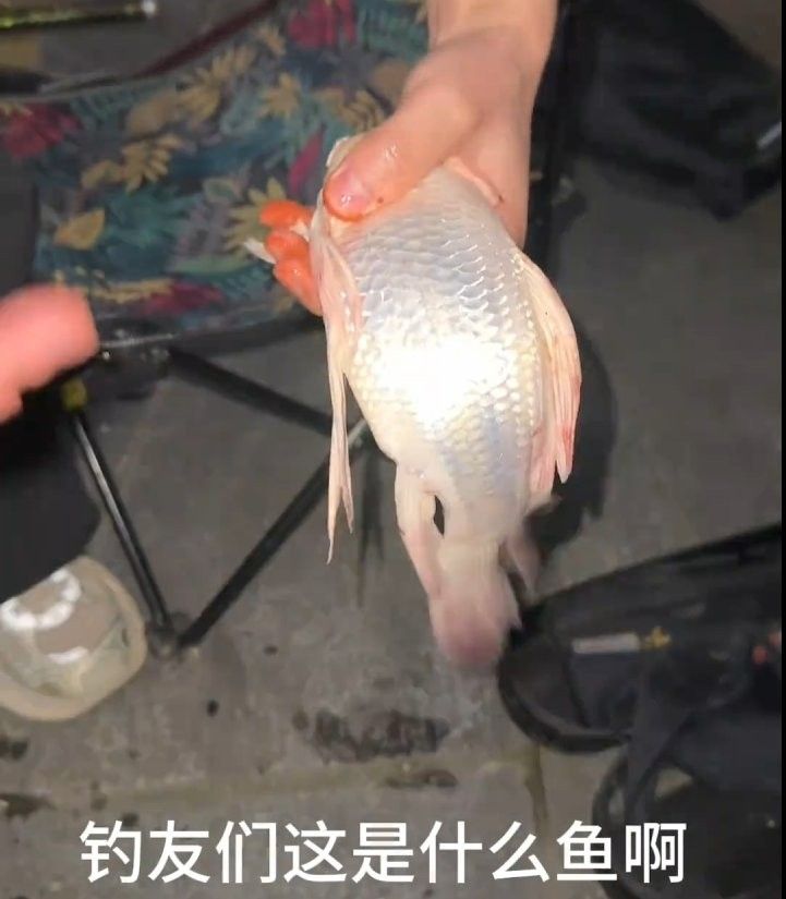 黑色龍魚的價格是多少（黑色龍魚價格一般多少錢？）