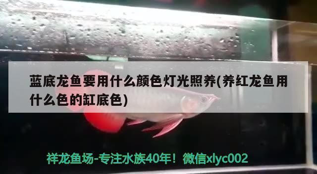 藍底龍魚要用什么顏色燈光照養(養紅龍魚用什么色的缸底色)