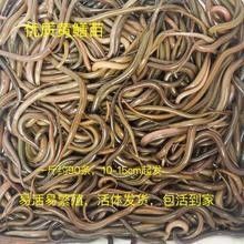 哪里可以購買到純種的黃尾龍魚（純種黃尾龍魚的購買渠道）