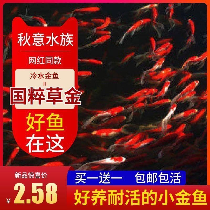 哪里可以購買到純種的黃尾龍魚（純種黃尾龍魚的購買渠道）