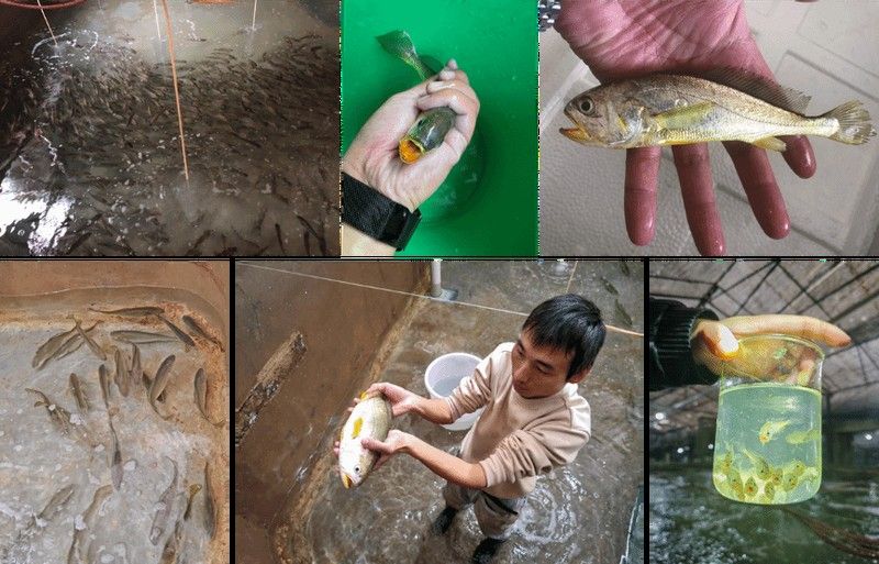 哪里可以購買到純種的黃尾龍魚（純種黃尾龍魚的購買渠道）