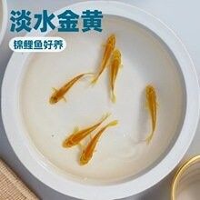 哪里可以購買到純種的黃尾龍魚（純種黃尾龍魚的購買渠道）
