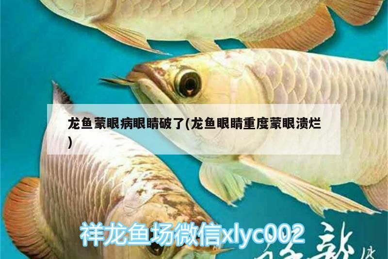 龍魚蒙眼病眼睛破了(龍魚眼睛重度蒙眼潰爛)（龍魚蒙眼病怎么辦） 龍魚蒙眼病眼睛破了(龍魚眼睛重度蒙眼潰爛)（龍魚蒙眼病怎么辦） 觀賞魚百科