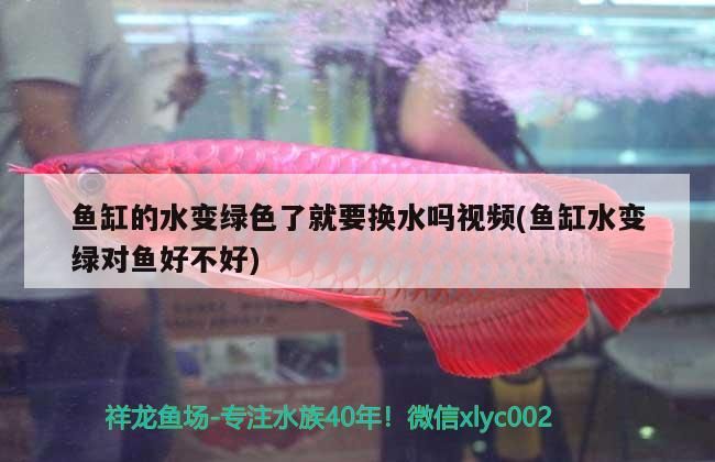 魚缸的水變綠色了就要換水嗎視頻(魚缸水變綠對魚好不好)（魚缸的水變綠色了就要換水嗎）