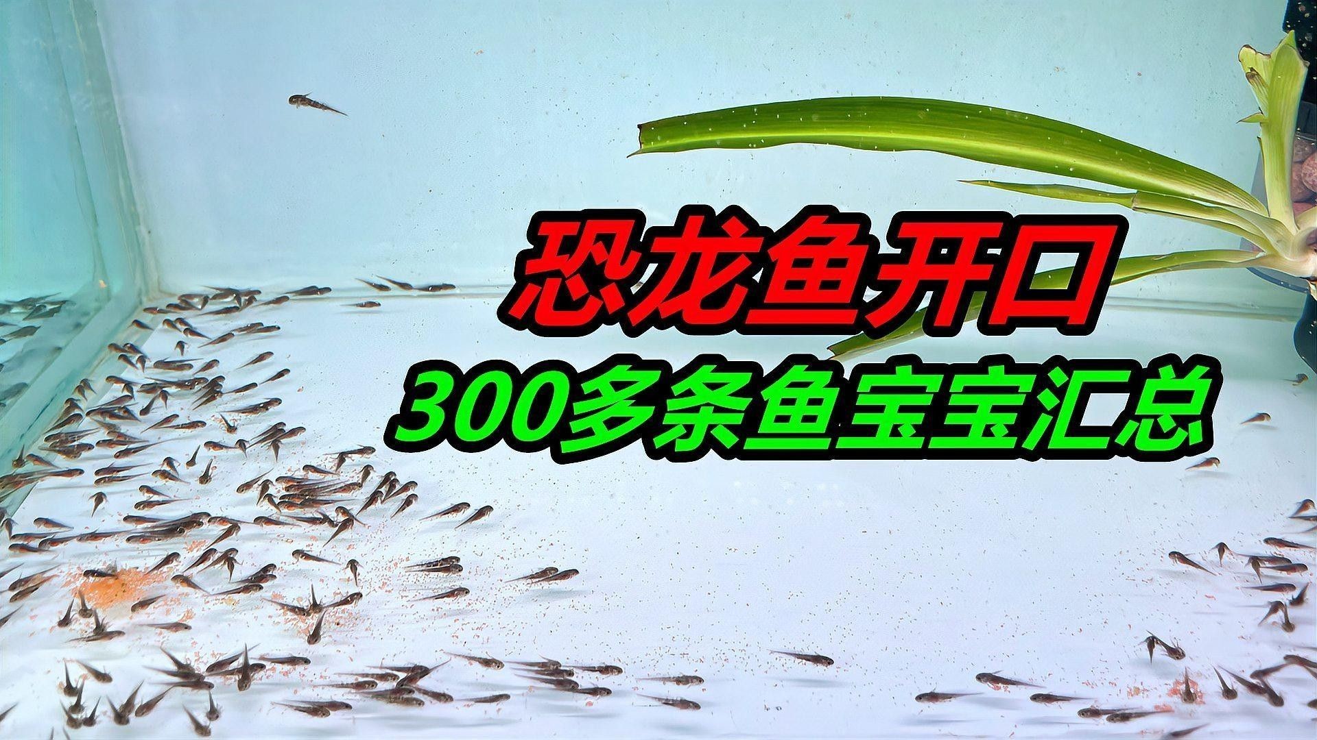 哪種食物是六角恐龍魚的最愛（六角恐龍魚吃什么食物最好）