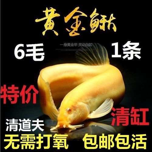 飛龍魚苗的價格是多少？（飛龍魚苗的價格是多少）
