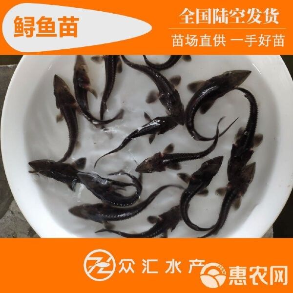 飛龍魚苗的價格是多少？（飛龍魚苗的價格是多少）
