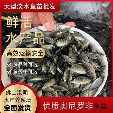 飛龍魚苗的價格是多少？（飛龍魚苗的價格是多少）