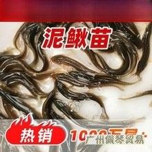 飛龍魚苗的價格是多少？（飛龍魚苗的價格是多少）