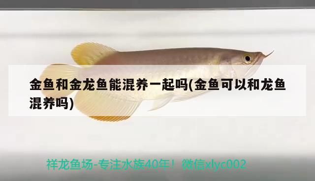 金魚和金龍魚能混養一起嗎(金魚可以和龍魚混養嗎)（和金魚可以和龍魚混養一起嗎）
