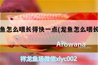 紅龍魚怎么喂長得快一點(龍魚怎么喂長的快)（紅龍魚怎么喂長得快、紅龍魚怎么喂長得快一點的介紹）