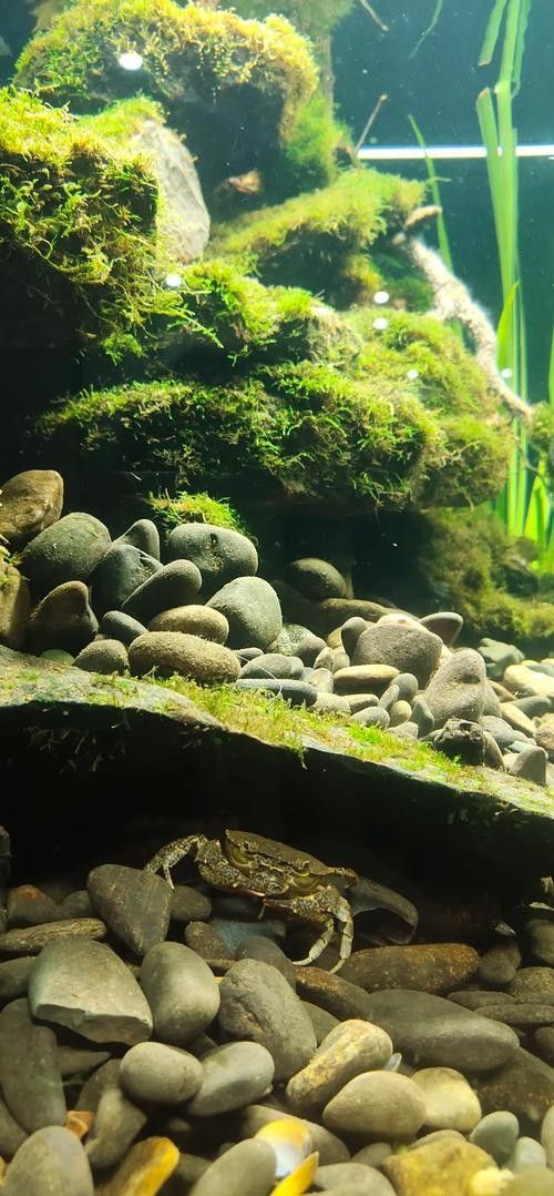 龍魚(yú)缸水草造景圖片欣賞（魚(yú)缸水草造景圖片欣賞）