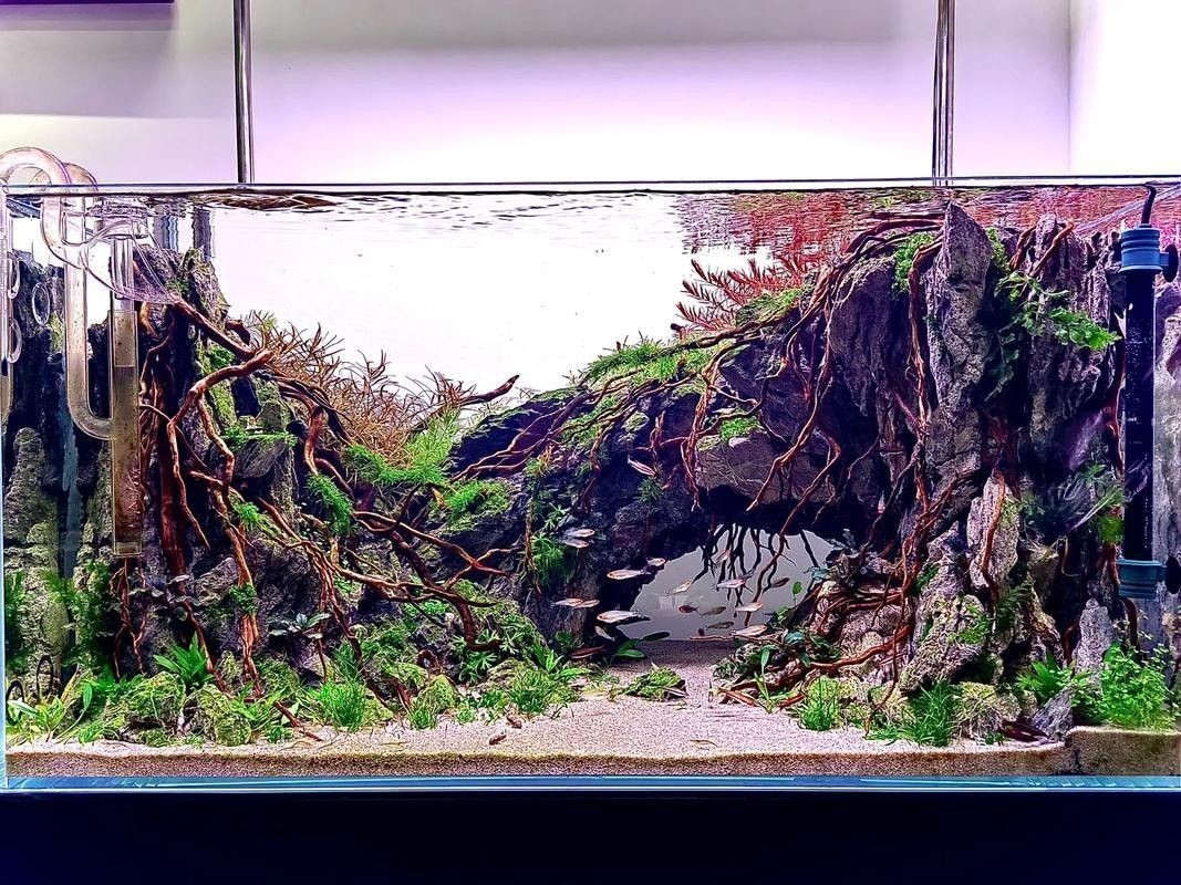龍魚(yú)缸水草造景圖片欣賞（魚(yú)缸水草造景圖片欣賞）